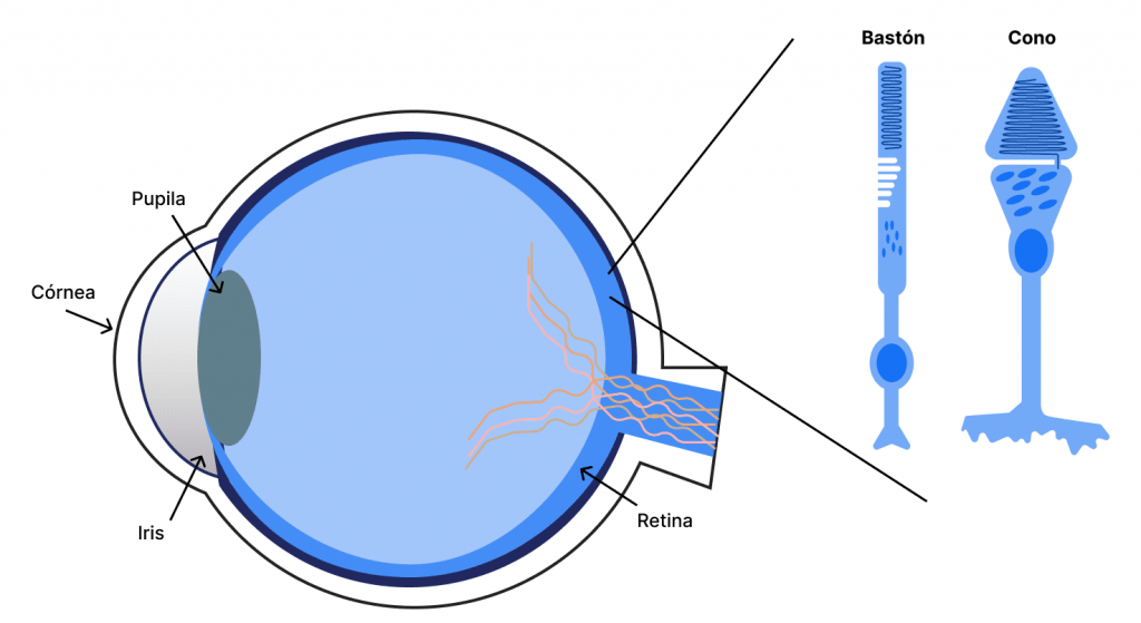 Infograma de las partes del ojo. Se puede observar cómo dentro de la retina están las células fotosensibles conos y bastones